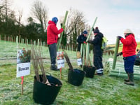 Call for help to plant more than 8,000 trees