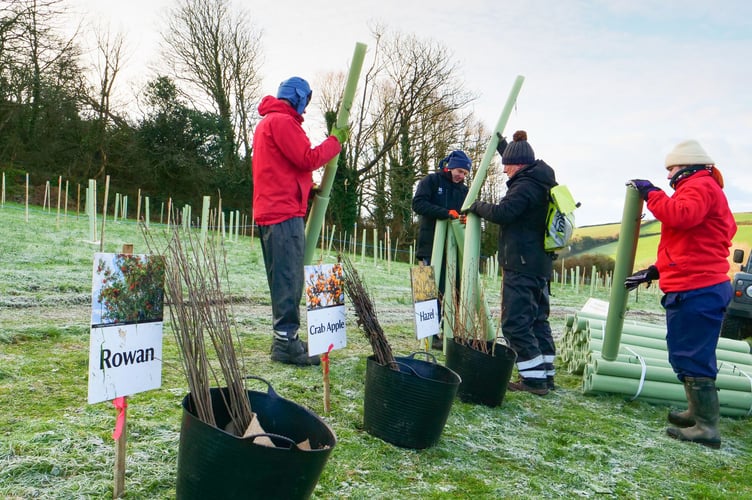Preparing for tree planting at Penrose, Cornwall