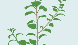Residents being given the opportunity to pick up a free tree