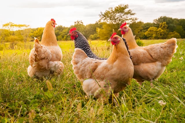 RSPCA praises plans to safeguard animal welfare standards 
