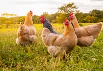 RSPCA praises plans to safeguard animal welfare standards