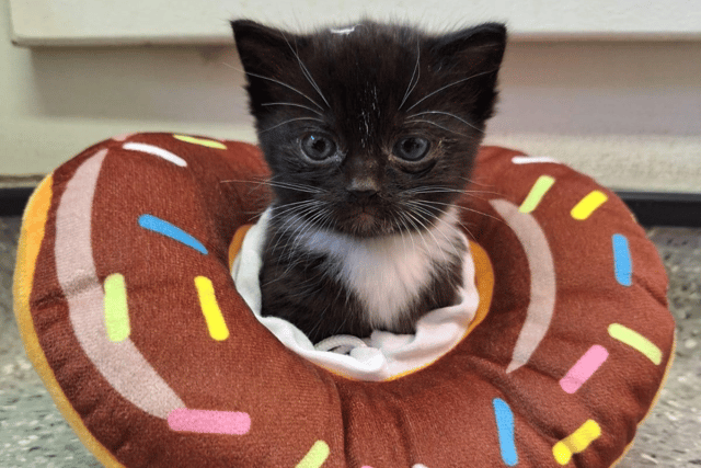 Animal charity 'devastated' after special kitten Donut dies suddenly 