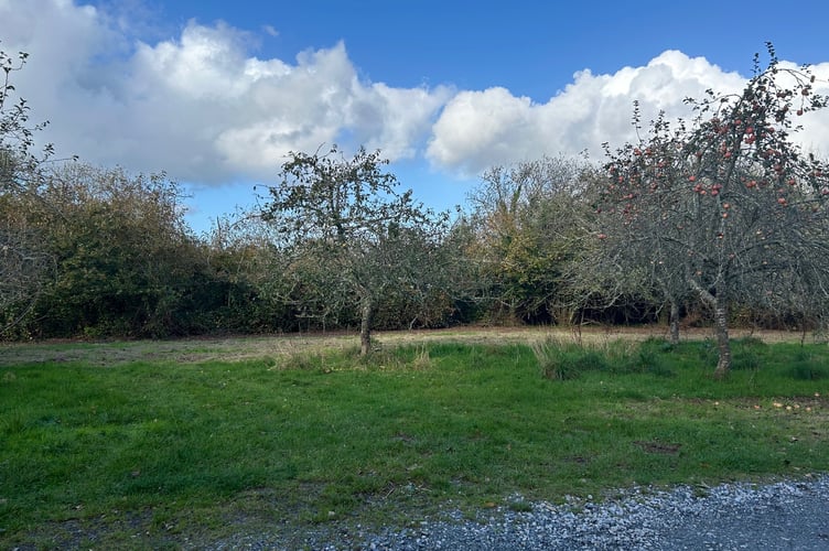 A photograph of scrubland that would be removed for the new car park.
