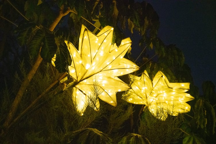 Trengwainton Winter Lights.