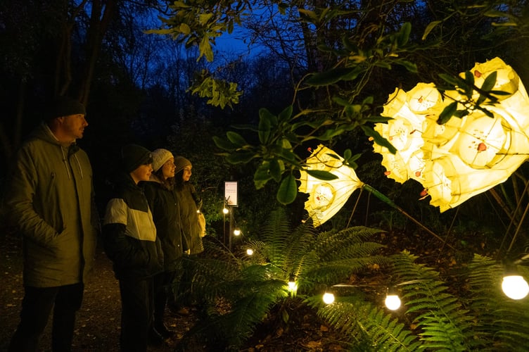 Trengwainton Winter Lights.