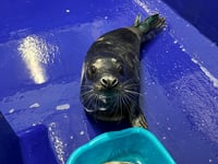 Badly bitten seal undergoes surgery