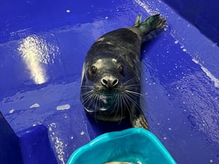 Badly bitten seal undergoes surgery