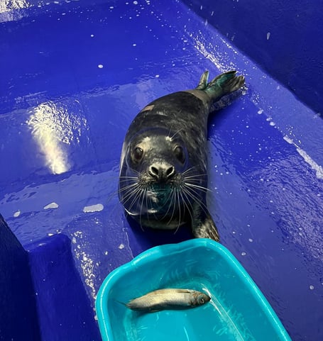 Purple the seal pup is recovering well after surgery to repair his badly bitten flipper.