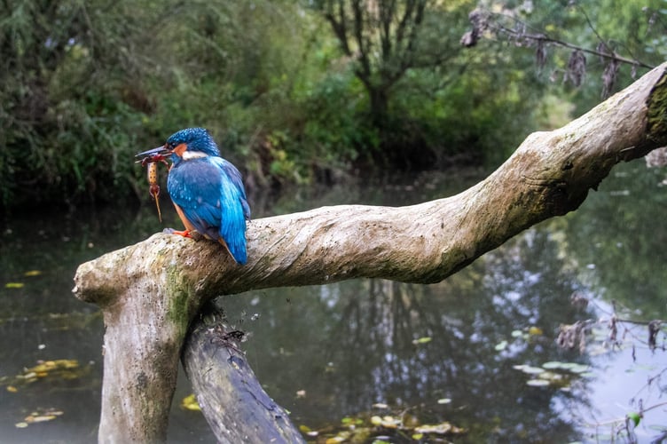 Nature lover captures incredible shots of kingfisher catching newts.