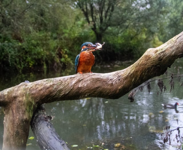 Nature lover captures incredible shots of kingfisher catching newts