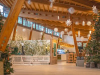A natural Christmas is coming to Trebah Gardens
