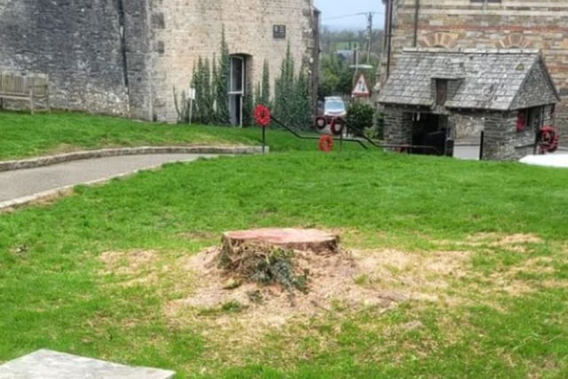 Anger as much-loved tree is cut down without permission