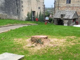 Anger as much-loved tree is cut down without permission