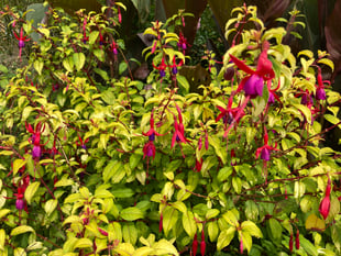 Gardening: Take time to be mindful