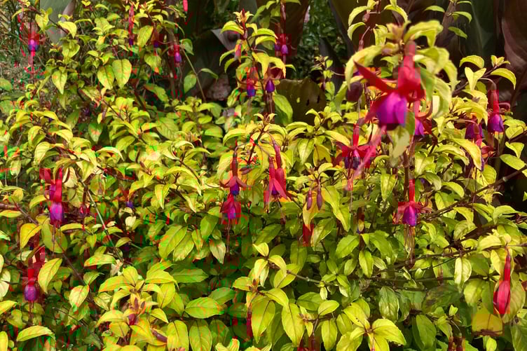 Take time to really look at plants. Picture: Andrew Townsend