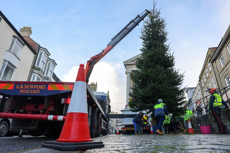 A 25ft-high Cornish-grown Christmas tree is put up in Penzance on Friday, 22 November, ahead of strong winds from Storm Bert. Photo by Penzance Council
