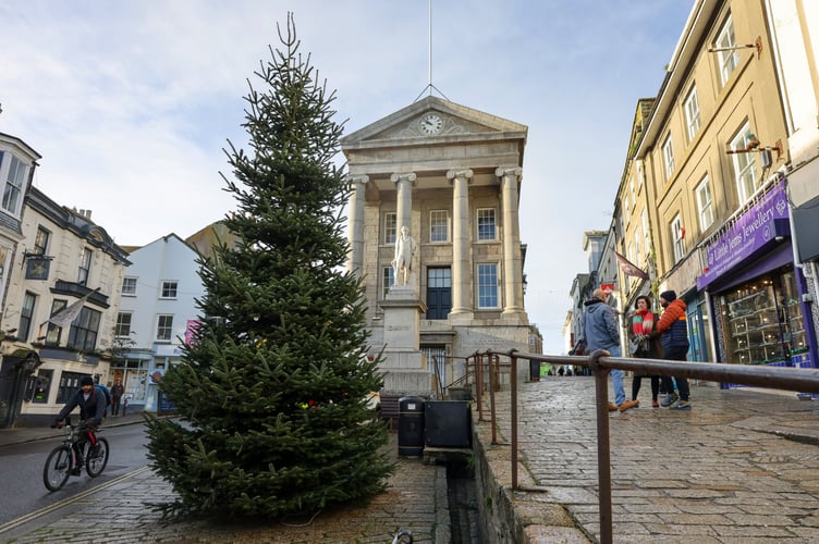 A 25ft-high Cornish-grown Christmas tree is put up in Penzance on Friday, 22 November, ahead of strong winds from Storm Bert. Photo by Penzance Council