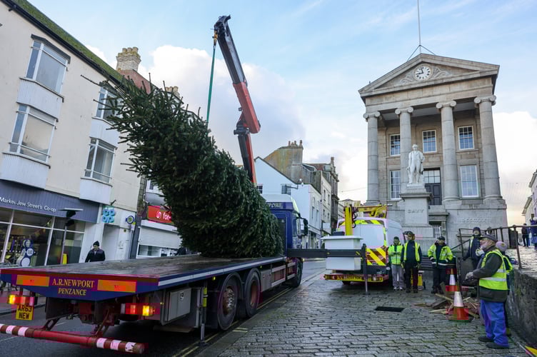 A 25ft-high Cornish-grown Christmas tree is put up in Penzance on Friday, 22 November, ahead of strong winds from Storm Bert. Photo by Penzance Council