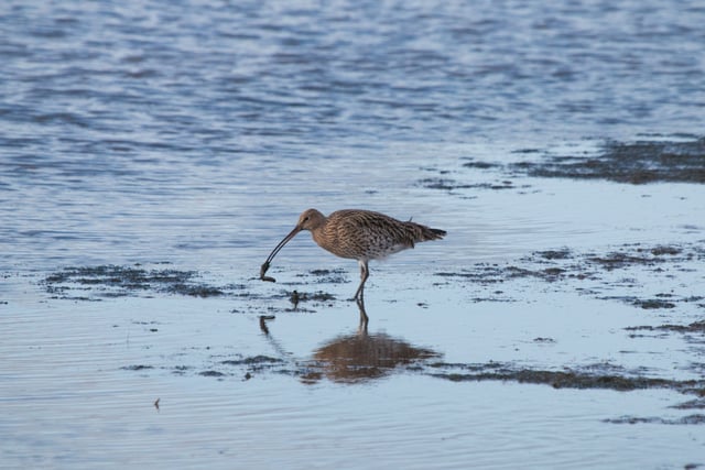 Endangered Dartmoor Curlews’ epic journey for winter sun