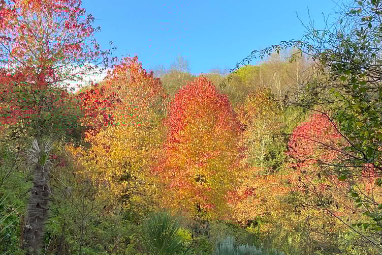 These beautiful trees are at the Eden Project. Picture: Andrew Townsend