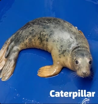 Cornish Seal Sanctuary hospital admits three new pups