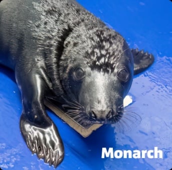 Monarch.