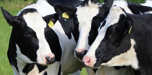 Cornish milk suppliers not trialling new Bovaer cow feed additive