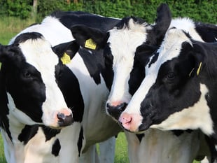Cornish milk suppliers not trialling new Bovaer cow feed additive