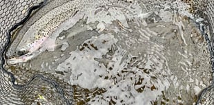 South West Lakes Trust November fisheries report