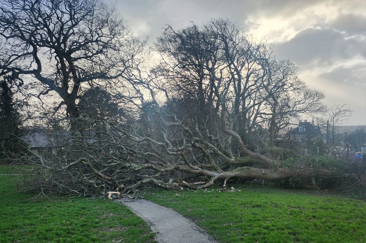 Storm Darragh brought down a tree in Tremorvah playing field, Truro