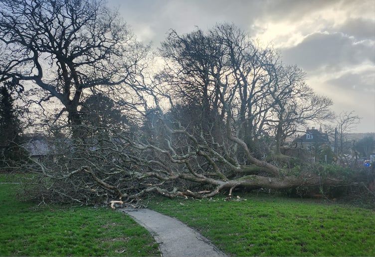 Storm Darragh brought down a tree in Tremorvah playing field, Truro
