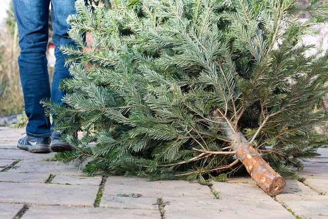 Christmas tree collection service to boost cricket club funds
