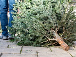 Christmas tree collection service to boost cricket club funds
