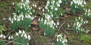 Gardening with Martin Pallett: It's always worth getting outside