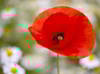 Poppy Appeal breaks record