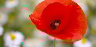 Poppy Appeal breaks record