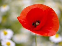 Poppy Appeal breaks record