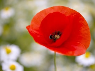 Poppy Appeal breaks record