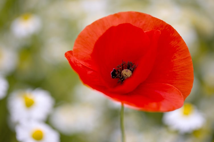 Poppy