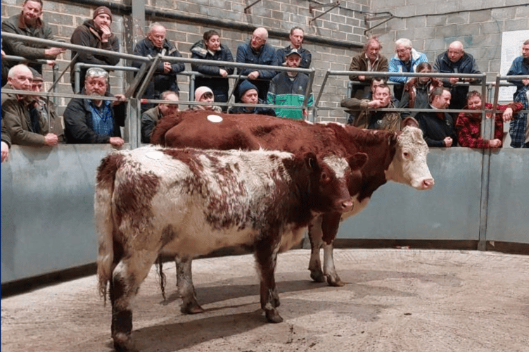 Cows and Calves selling to £1860 and £1700 for Hereford outfits for Mr A Sandry of Bosveal, Falmouth.