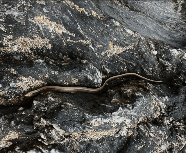 Arlo wins RSPCA photo award  