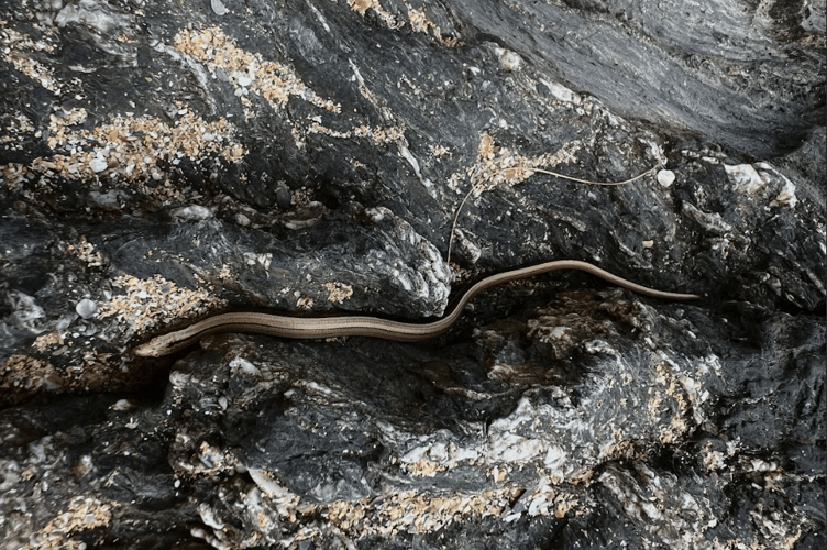 Arlo's photograph of a slow worm