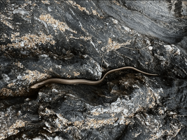 Arlo's photograph of a slow worm