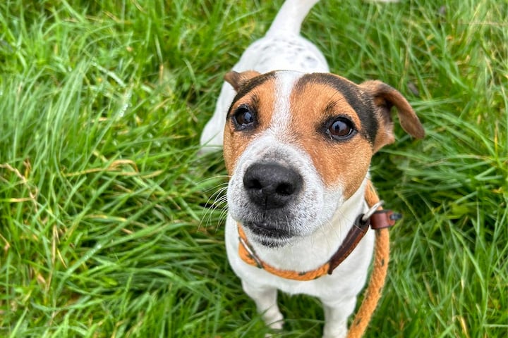 One of the dogs belonging to Stone regularly collected by Cornwall Council’s stray dog service