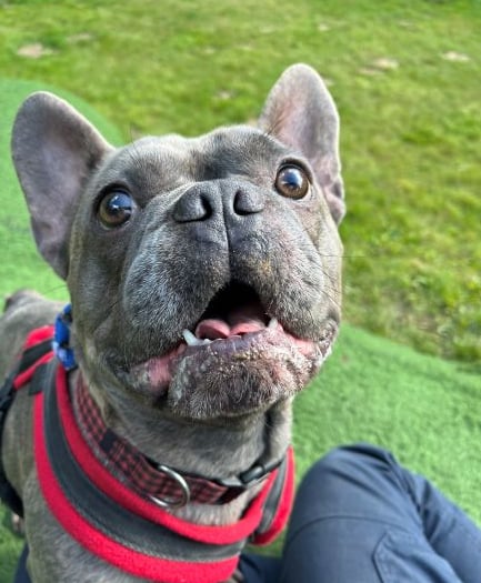 RSPCA calling for compassionate foster volunteers to come forward 