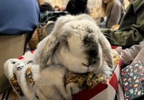 A dog's chorus at cathedral