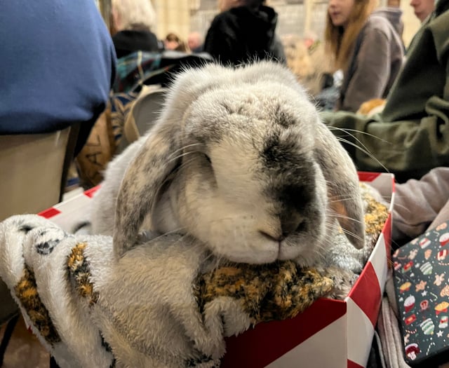 A dog's chorus at cathedral