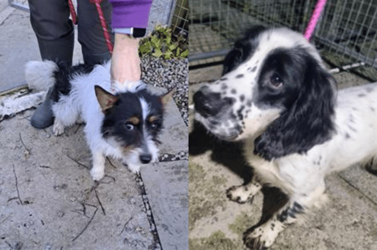 Stray dogs found in Mid-Cornwall.