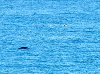 Crowds gather to watch whale and dolphin spectacle