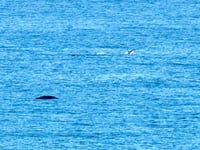 Crowds gather to watch whale and dolphin spectacle